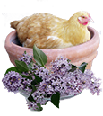 One of my buff orphinton hens in a flower pot with lilcas